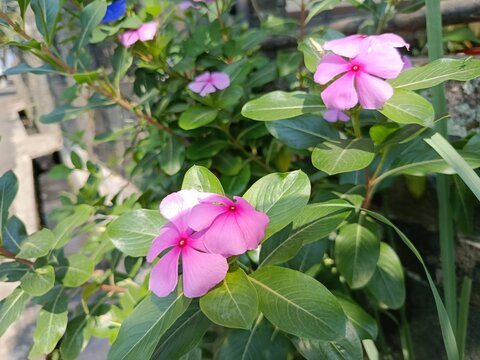 pA pink catharanthus roseus flower blooming in the garden, Madagascar periwinkle blossom surrounded by green leaves, bright pink vinca flower with five petals and a dark center, tropical ornamental pl