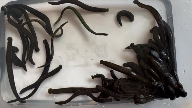 Live Leeches Swimming and Moving in Water for Medical, Biology, Hirudotherapy and Educational Footage