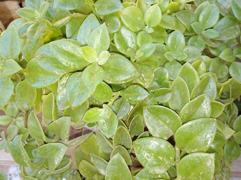 A lush cascade of succulent Aptenia leaves creates a rich tapestry of vibrant lime and emerald greens, glistening with delicate touches of moisture. Each fleshy, heart-shaped leaf catches the light.