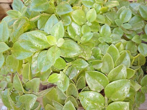 A lush cascade of succulent Aptenia leaves creates a rich tapestry of vibrant lime and emerald greens, glistening with delicate touches of moisture. Each fleshy, heart-shaped leaf catches the light.