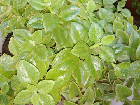 A lush cascade of succulent Aptenia leaves creates a rich tapestry of vibrant lime and emerald greens, glistening with delicate touches of moisture. Each fleshy, heart-shaped leaf catches the light.
