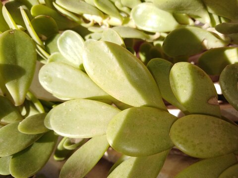 Plump, oval-shaped jade plant leaves overlap in a gorgeous, sun-drenched cascade, their smooth surfaces glowing with warm, golden highlights. This close-up view highlights the succulent's thick....