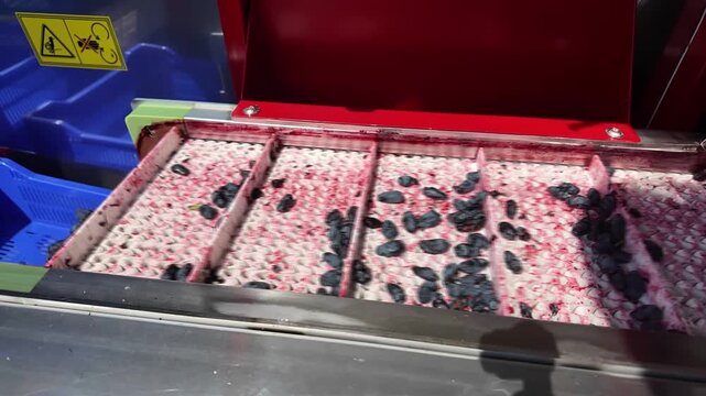 Dark berries lie in separate conveyor channels inside automated sorting equipment. Red housing and blue panels surround lanes, showing glossy fresh texture under bright workshop lighting