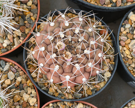 Gymnocalycium ferrarii cactus with divergent curved spikes.