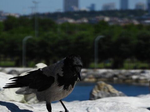 black big crow on tree photo	
