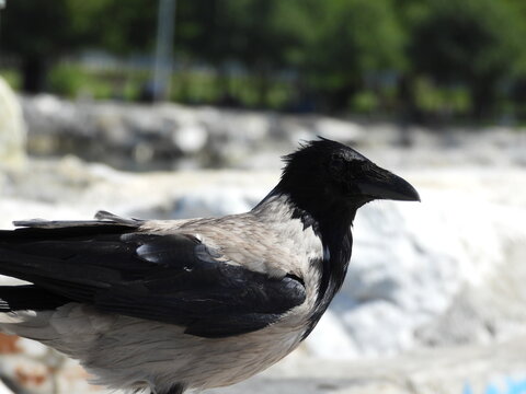 black big crow on tree photo	
