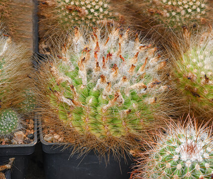 Spherical cactus Parodia chrysacanthion, covered with thin golden spines