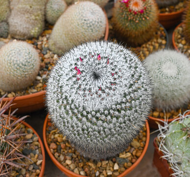 Mammillaria hahniana cactus, commonly known as the old lady cactus