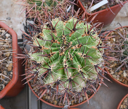 Ferocactus latispinus cactus, commonly known as the "devil's tongue" barrel cactus