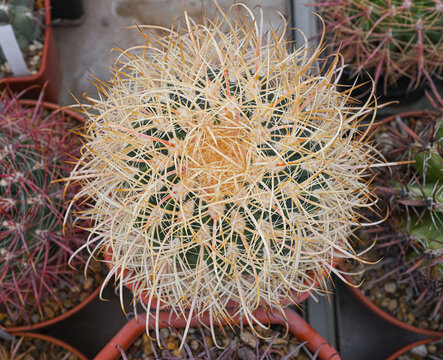 Ferocactus chrysacanthus is densely covered with thickets of curved straw-yellow thorns