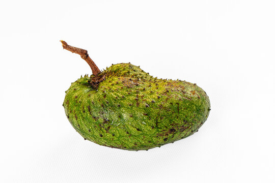 Fresh green soursop fruit with spiky texture and brown stem on white background