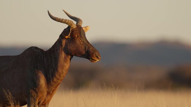 Common tsessebe, or sassaby (Damaliscus lunatus lunatus), in natural Kalahari-Nama Karoo transition habitat near Kimberley, Northern Cape, South Africa, showcasing African wildlife.