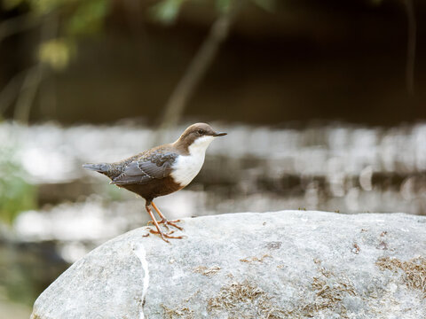 Cincle plongeur (Cinclus cinclus) pos&eacute; sur un rocher au bord d&rsquo;un cours d&rsquo;eau, passereau sauvage de la famille des Cinclidae
