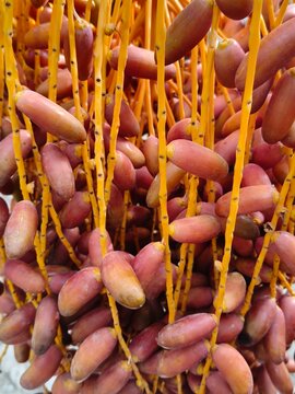 A ripening date palm fruit stalk