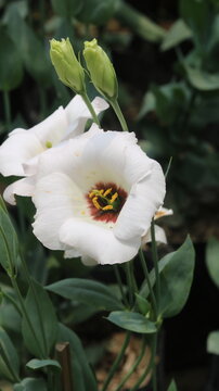 White Lisianthus Flower Close-Up | Elegant Garden Bloom in 4K Ultra HD