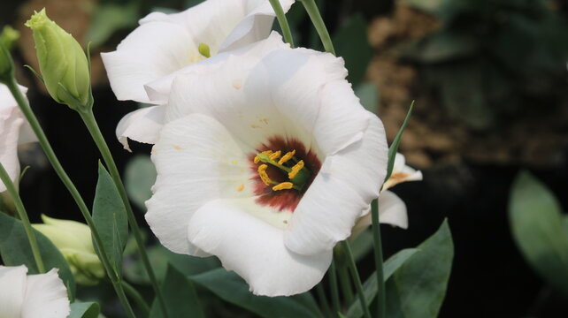 White Lisianthus Flower Close-Up | Elegant Garden Bloom in 4K Ultra HD
