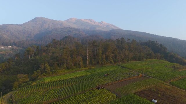 Aerial view of mountain slopes and agricultural fields, Indonesia.