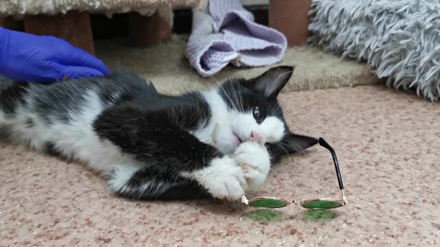 Kitten plays with glasses while lying on the ground in a cozy setting