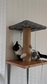 Cat plays on a scratching post attached to a wall in a home setting