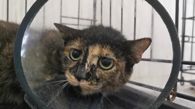 Cat with an Elizabethan collar at an animal shelter during a care examination