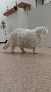 White cat walks around a room with other cats, food bowls, and toys