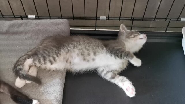 Cute kitten stretches and plays in a pet adoption center