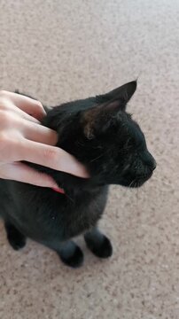 Black cat enjoys gentle touch from human hand in home setting