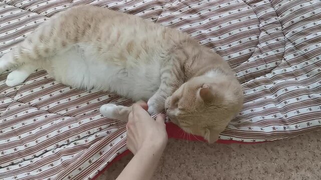 Cat relaxes on a comfortable blanket at home during the day