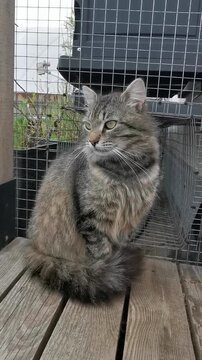 Cat sitting calmly in a cage area outdoors on a wooden surface near a wire enclosure