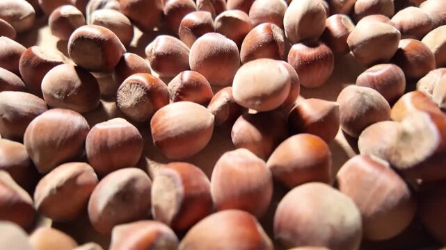 Macro video of dried, freshly harvested hazelnuts