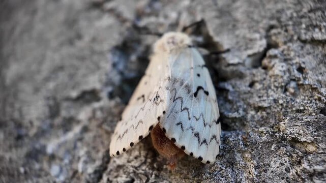Macro video of the Lymantria dispar gypsy moth