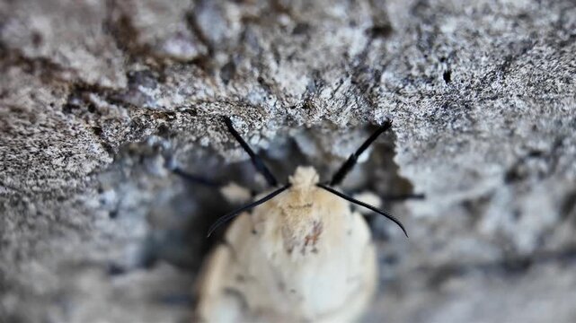 Macro video of the Lymantria dispar gypsy moth