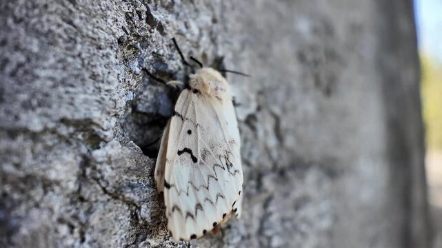 Macro video of the Lymantria dispar gypsy moth