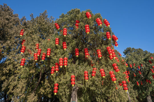 Red lanterns hang all over the trees
