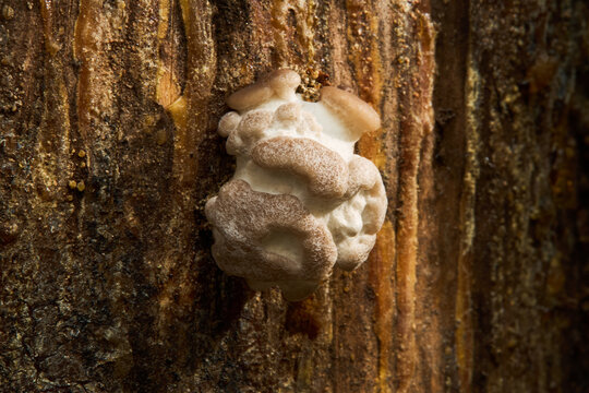 Young split gill fungus growing in a cluster on decaying wood