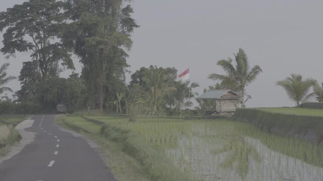Indonesian countryside rice paddies with road and traditional hut. Shot in Apple Log profile, flat color. HEVC H.265 10bit codec for professional color grading. Palm trees and Indonesian flag in rural