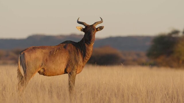 Common tsessebe, or sassaby (Damaliscus lunatus lunatus), in natural Kalahari-Nama Karoo transition habitat near Kimberley, Northern Cape, South Africa, showcasing African wildlife.