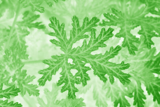 Green rose geranium leaves plant in the garden background. Sweet scented geranium Pelargonium graveolent invert colour neon backdrop.