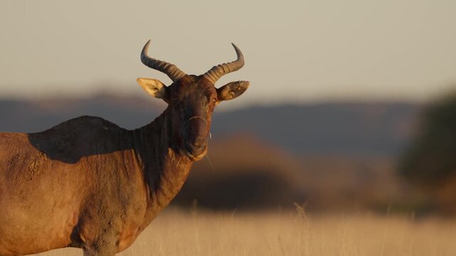 Common tsessebe, or sassaby (Damaliscus lunatus lunatus), in natural Kalahari-Nama Karoo transition habitat near Kimberley, Northern Cape, South Africa, showcasing African wildlife.