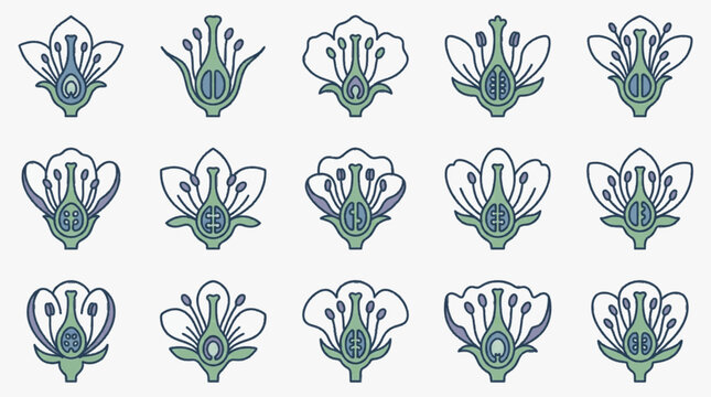 Set of 15 botanical vector icons illustrating cross-section diagrams of flower anatomy, featuring reproductive parts like ovary, ovules, stamens, petals, and sepals in various forms.
