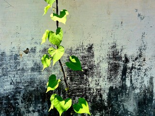Vibrant green heart-shaped leaves climbing on a wire against a textured wall © Fitri