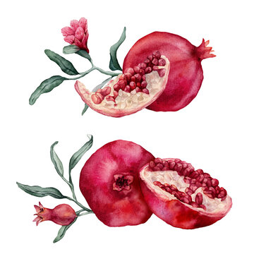 Pomegranate Fruit Branch and halved pomegranate showing red arils. Hand drawn watercolor illustration of red tropical with green leaves Food on isolated background. Drawing sketch of juicy for menu.