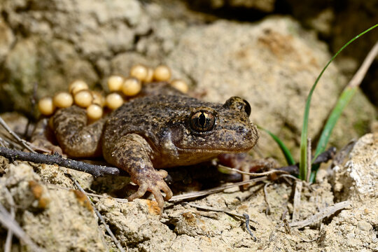 Nordostiberische Geburtshelferkr&ouml;te // North-East Iberian Midwife toad (Alytes almogavarii) (Synonym: Alytes obstetricans almogavarii) - Katalonien, Spanien