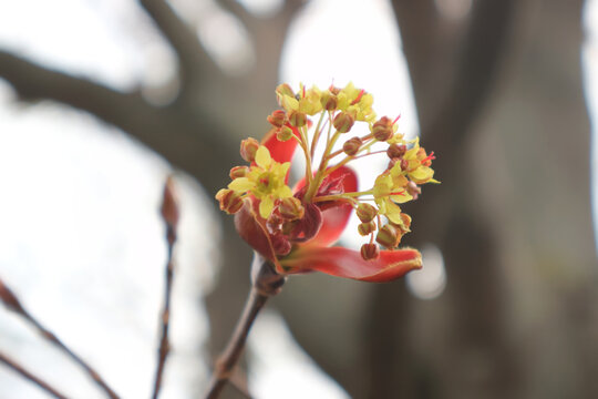 Close-Up of Emerging Maple Tree Blossoms in Spring