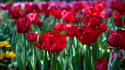 Obraz premium Beautiful red tulip flowers blooming in the garden during spring season.