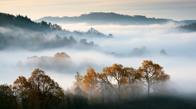 a serene autumn scene. The main subject is a dense forest bathed in mist, with trees displaying vibrant autumnal colors of orange, yellow, and brown. The trees are silhouetted against the mist.