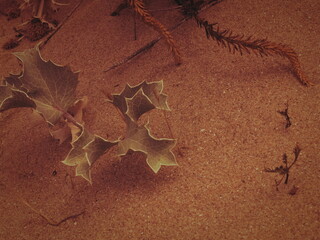 The spiny, broad‑leafed plant stands firm in the dry sand, its pale veins contrasting beautifully with the warm ground. © catf