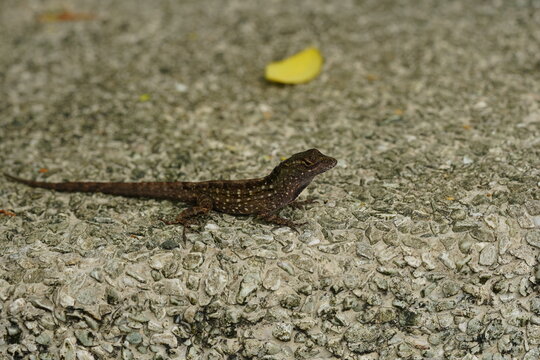 Brown Anole Lizard Resting on Textured Ground