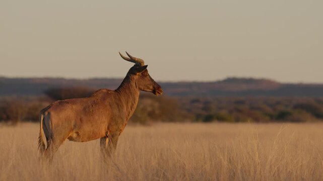 Common tsessebe, or sassaby (Damaliscus lunatus lunatus), in natural Kalahari-Nama Karoo transition habitat near Kimberley, Northern Cape, South Africa, showcasing African wildlife.