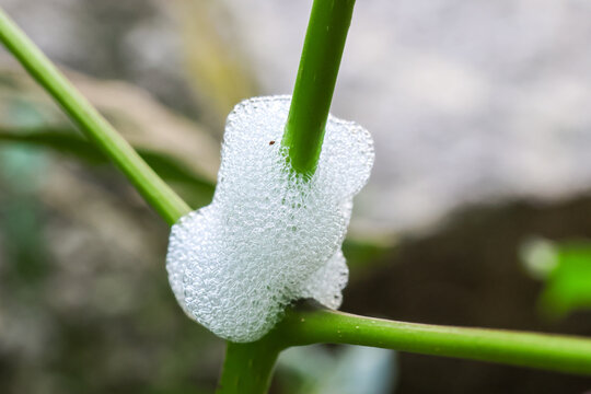 White frothy insect foam on green plant stem in natural garden setting